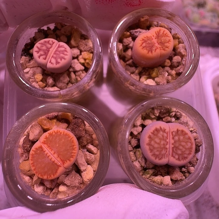 23号，四颗不同菊一物一拍福利出