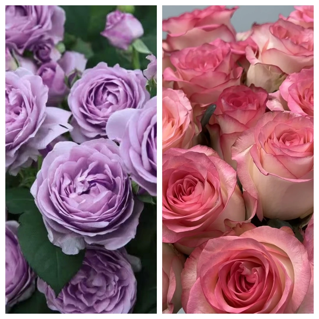 【艾莎+蓝色风暴】经典切花大花月季基地直发阳台庭院种植耐热抗寒