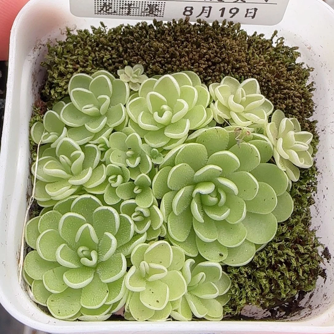 多肉0819-275爱丽丝捕虫堇