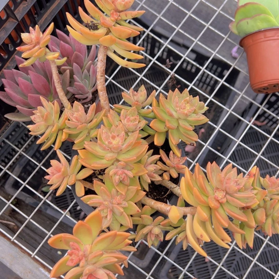 黄金布丁多头大盆