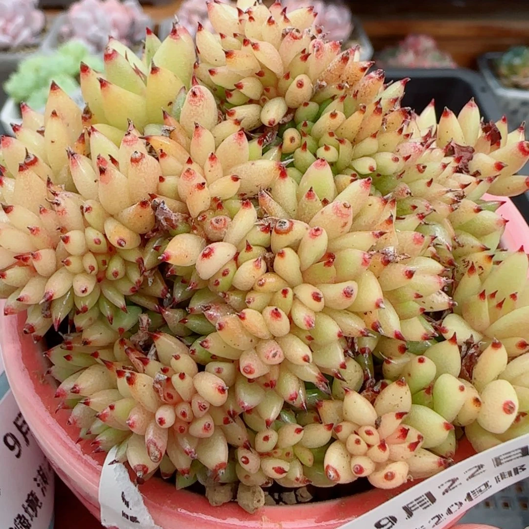花语逸镜0922-191虎鲸带盆土