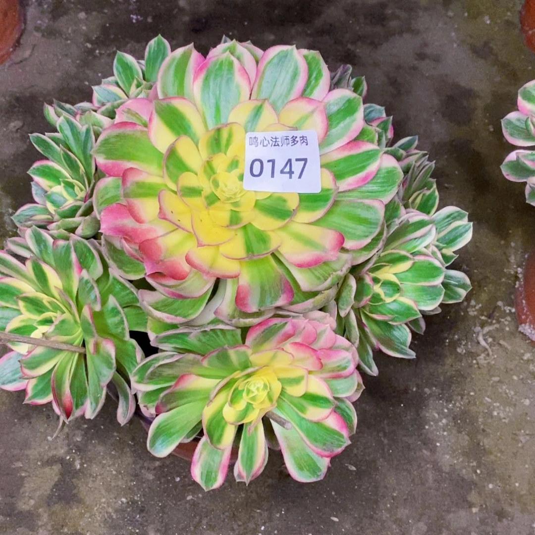 0147海王多肉植物