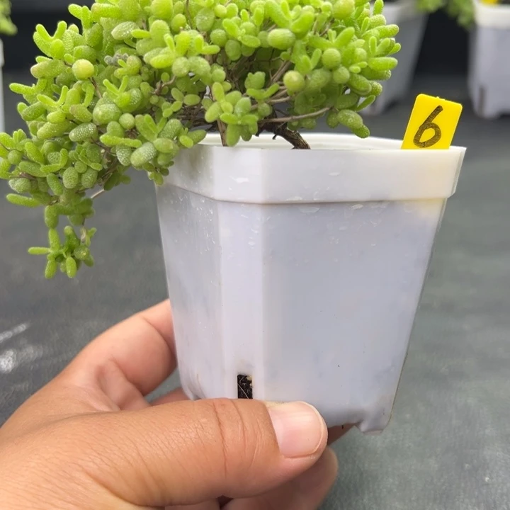 6蜜橘悬崖桩 一物一拍
