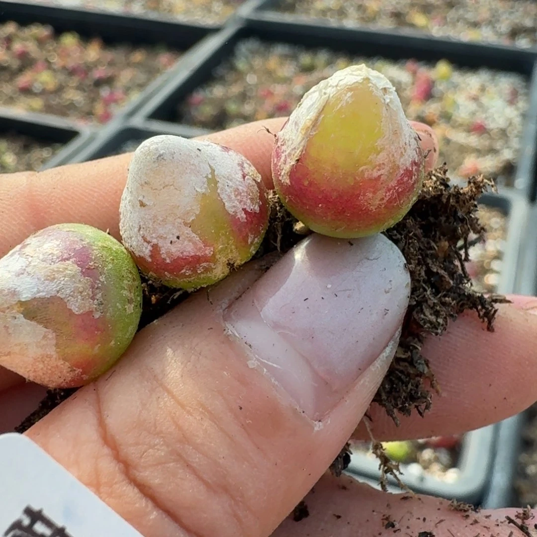 182三颗00000000000000