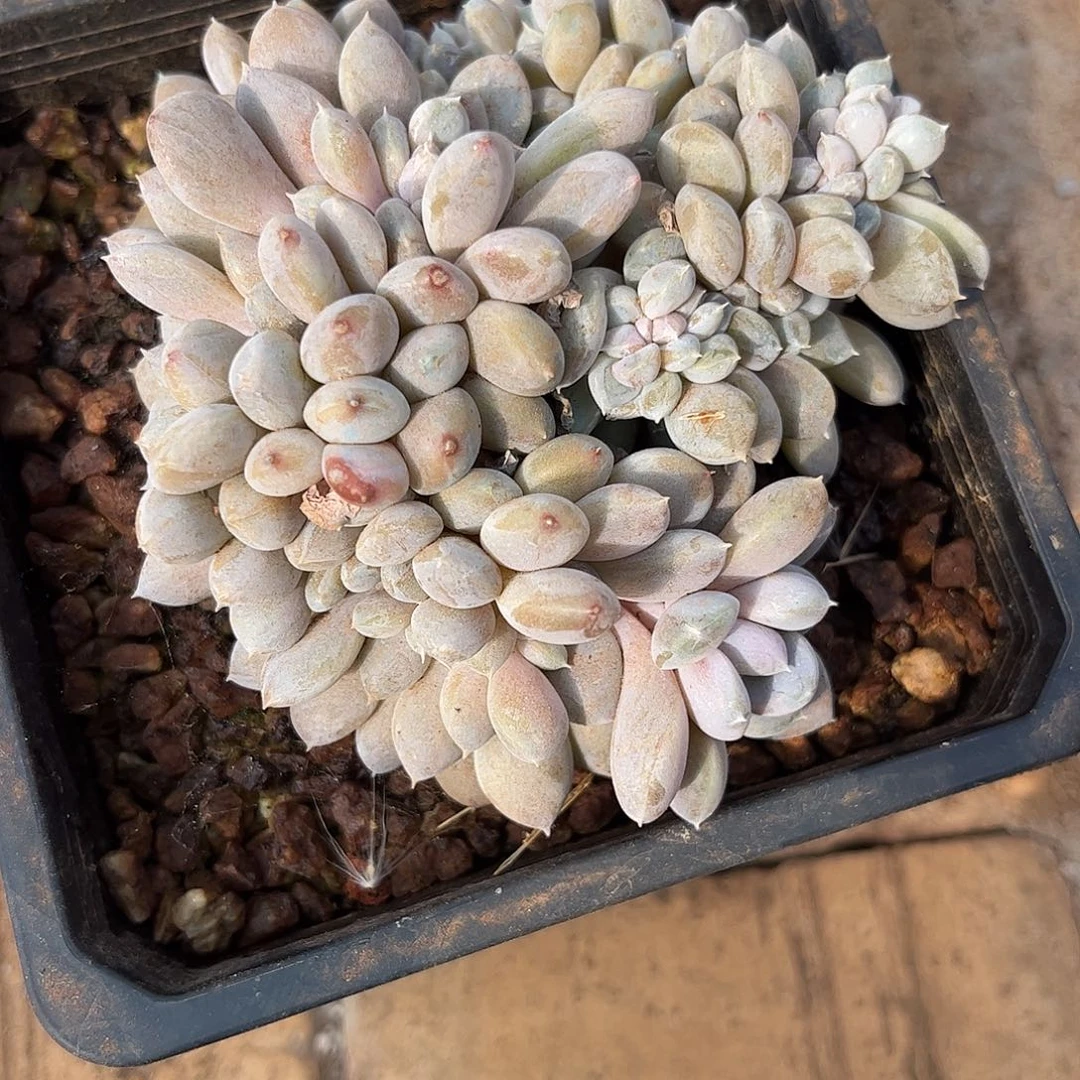 寄养链接的肉肉的