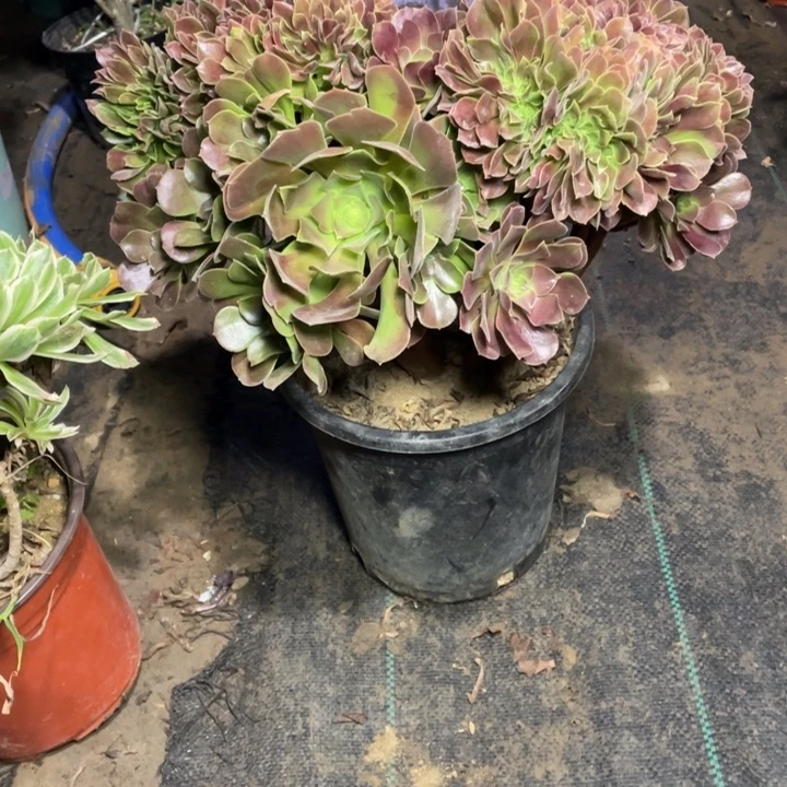 77玫瑰缀多肉植物多肉多肉