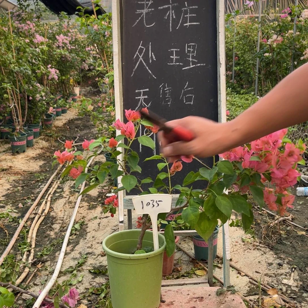 无花朵三角梅三角梅1035