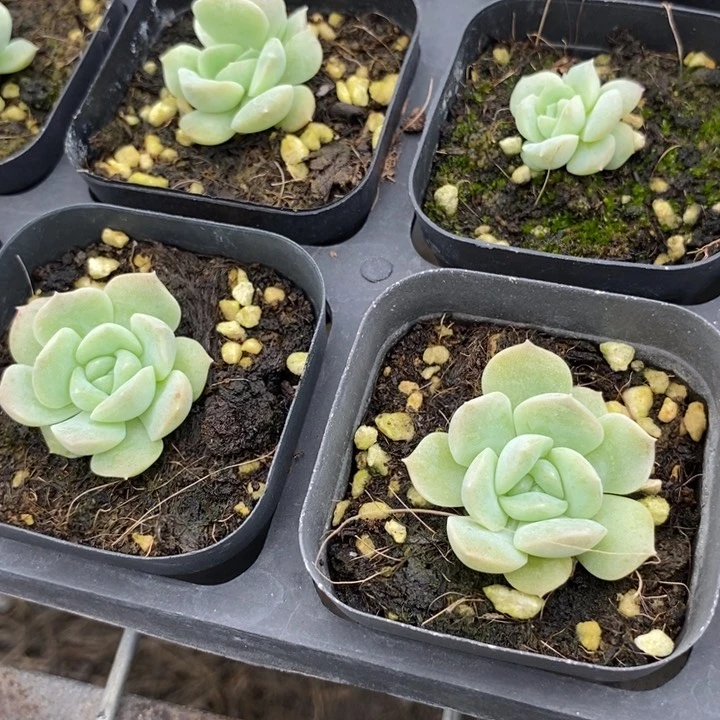 上盆良辰一个多肉