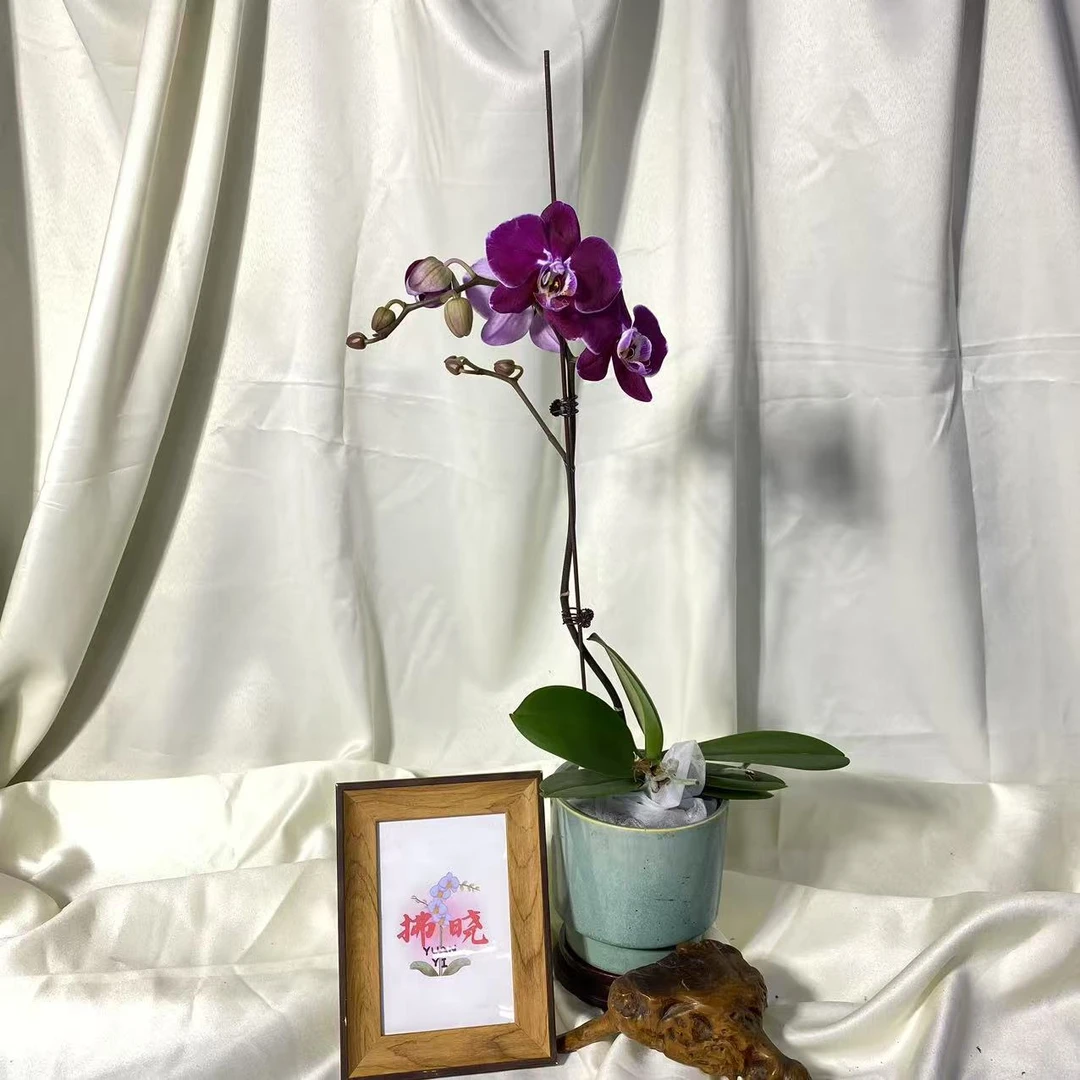 拂晓蝴蝶兰(科尔马带花带花苞)开花珠发货