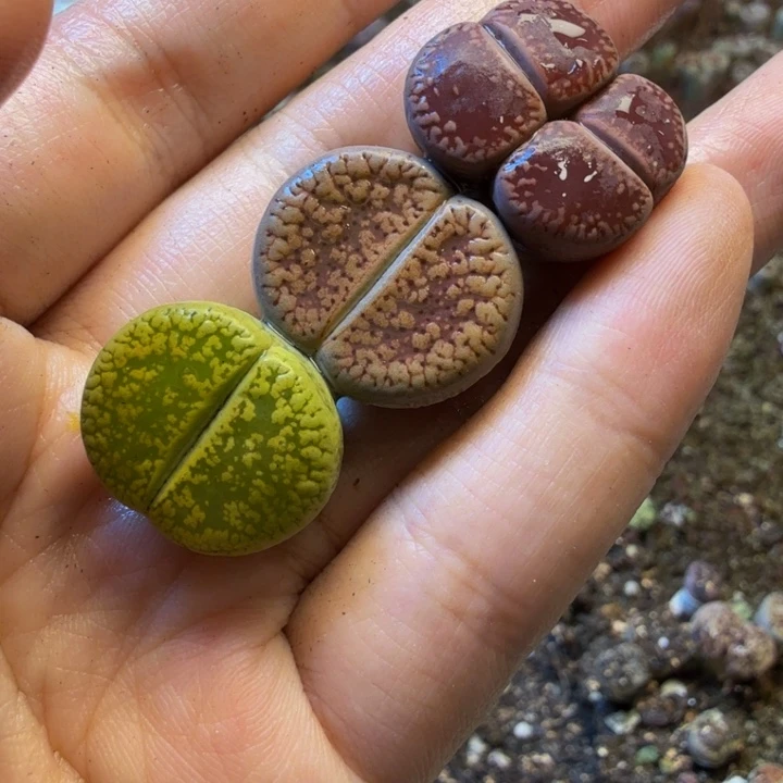 多肉植物福利福利福利666