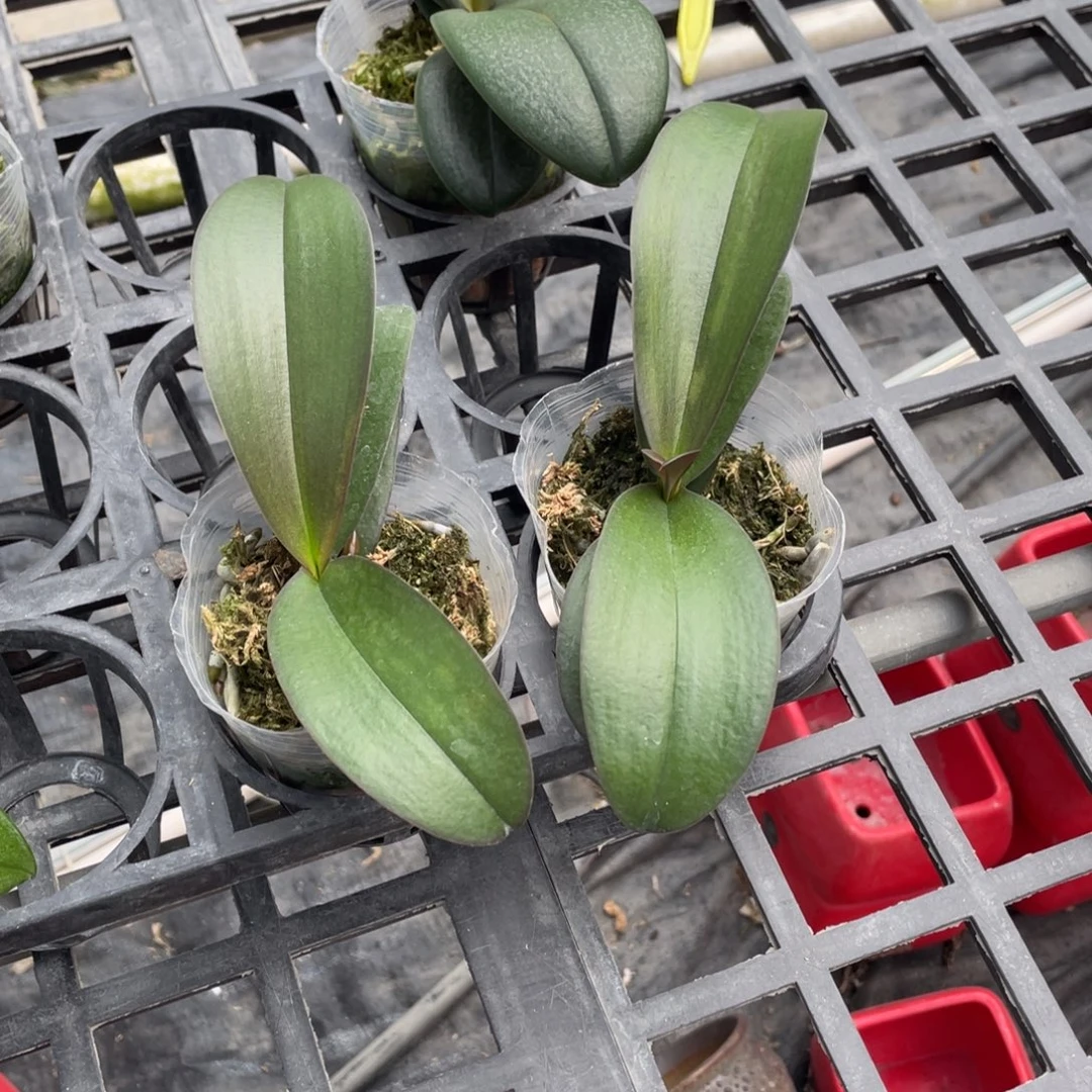 当前无花栽培后可以开花佛陀宝藏