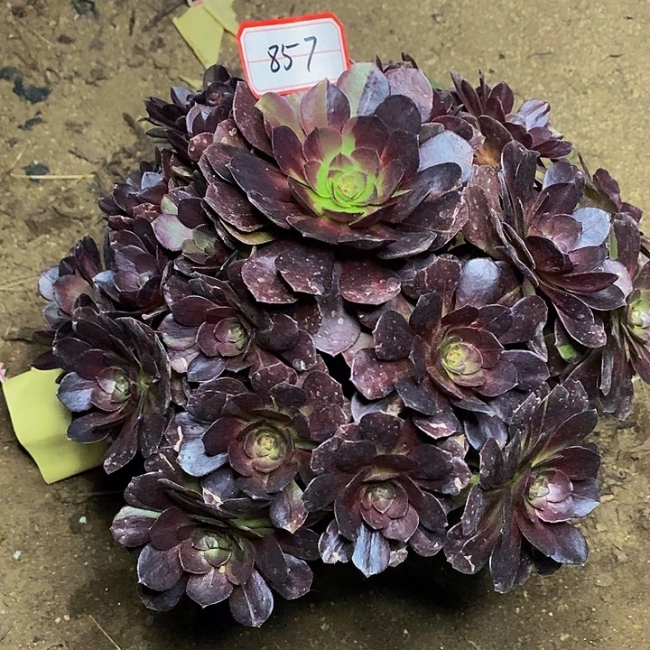 黑牡丹老桩捧花857号