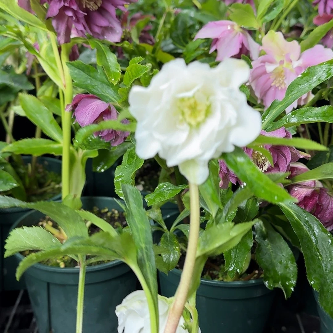 大****少量花朵（建议范围：2朵-5朵 或40%以下）6715