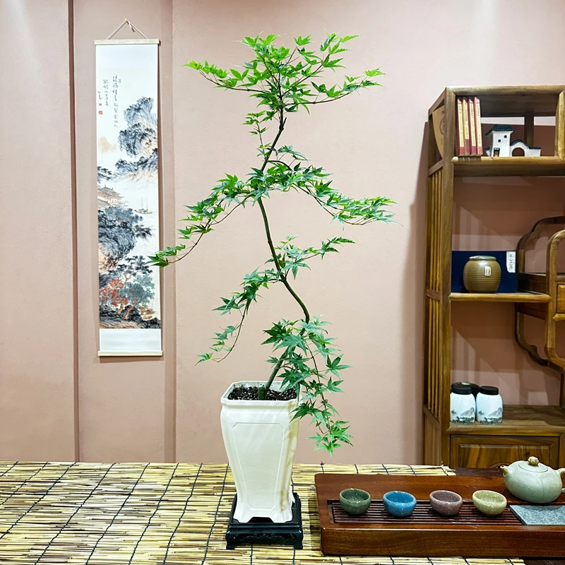 【带盆带土】青流泉枫树盆景盆栽适合客厅书房茶室玄关好养带土盆