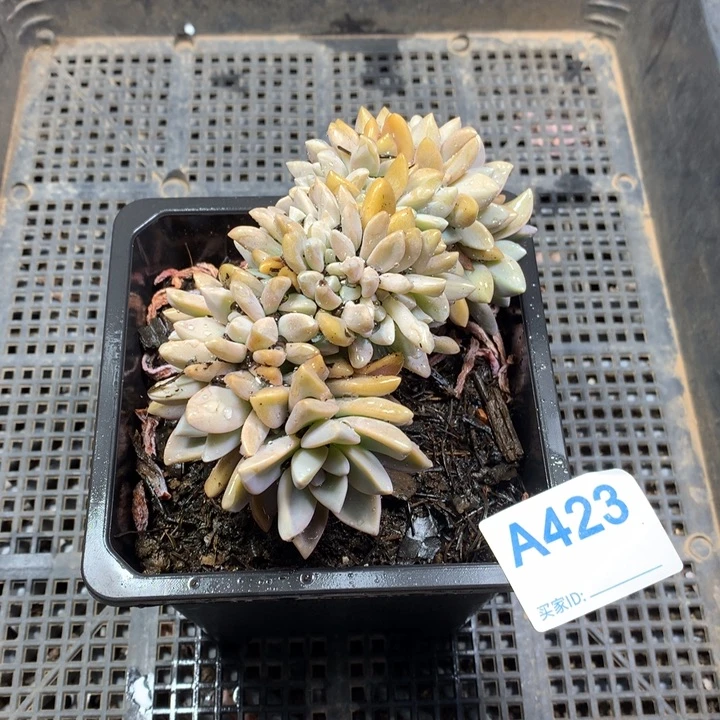 懒***～423 满20包邮脱土发货