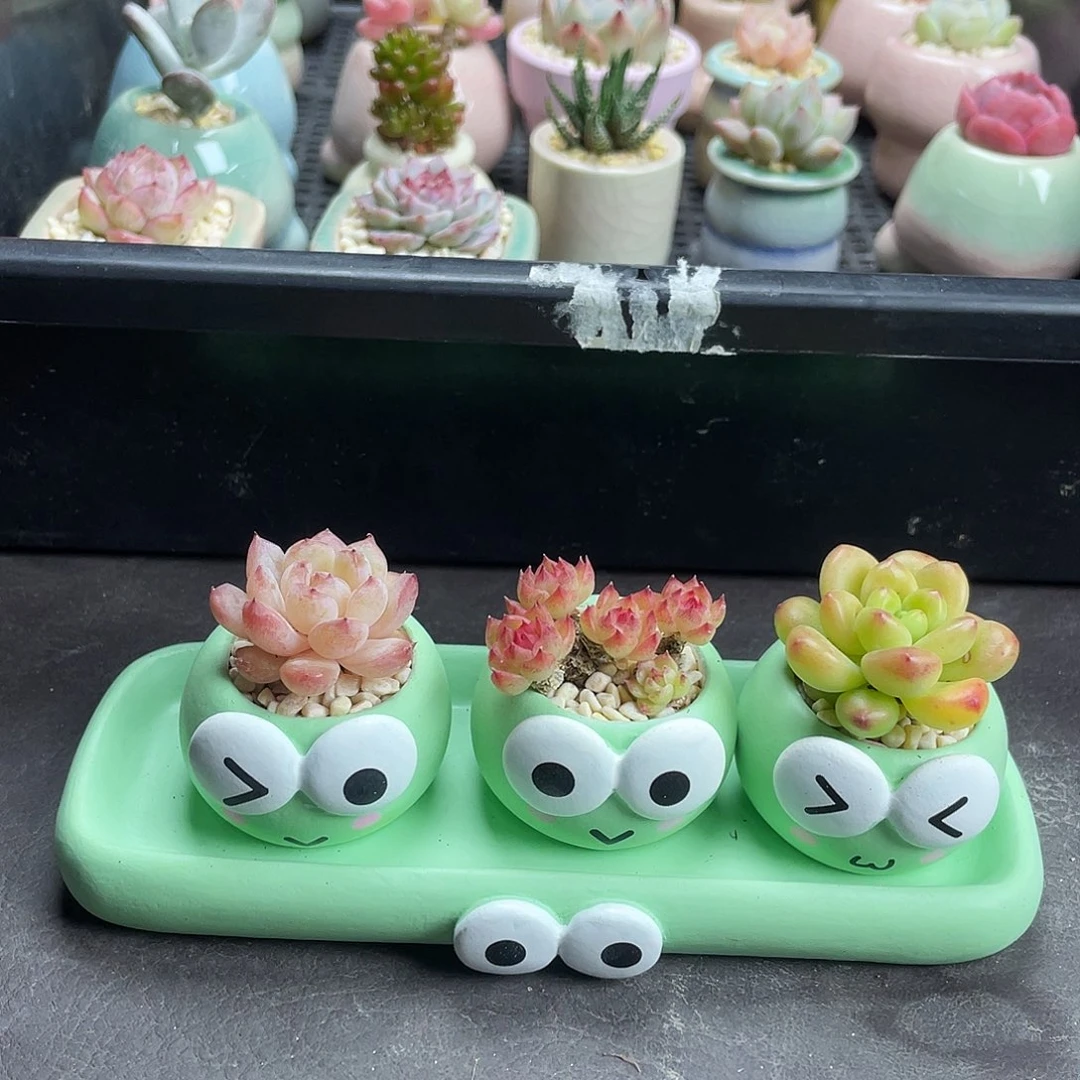 多肉植物套装青蛙