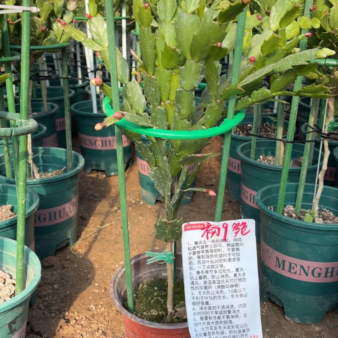 初***九无花朵初九花友叶仙嫁接多色