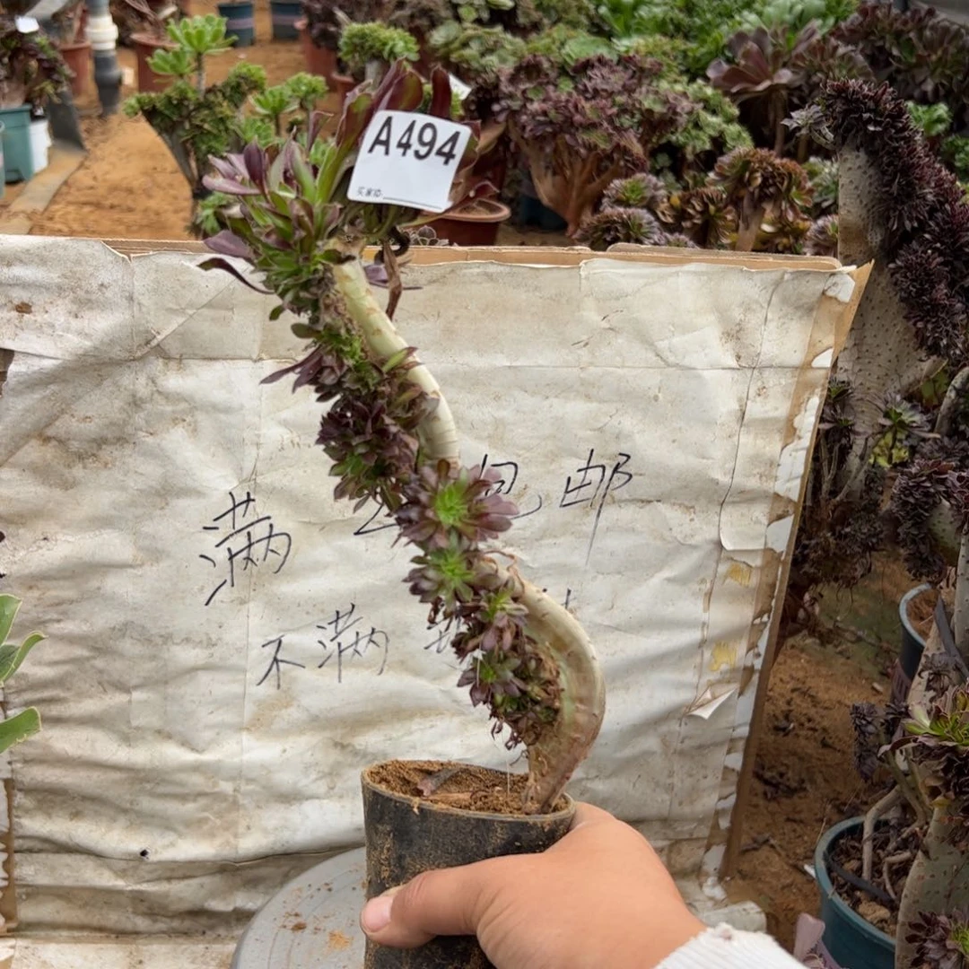 有伤妖海马494满28包邮