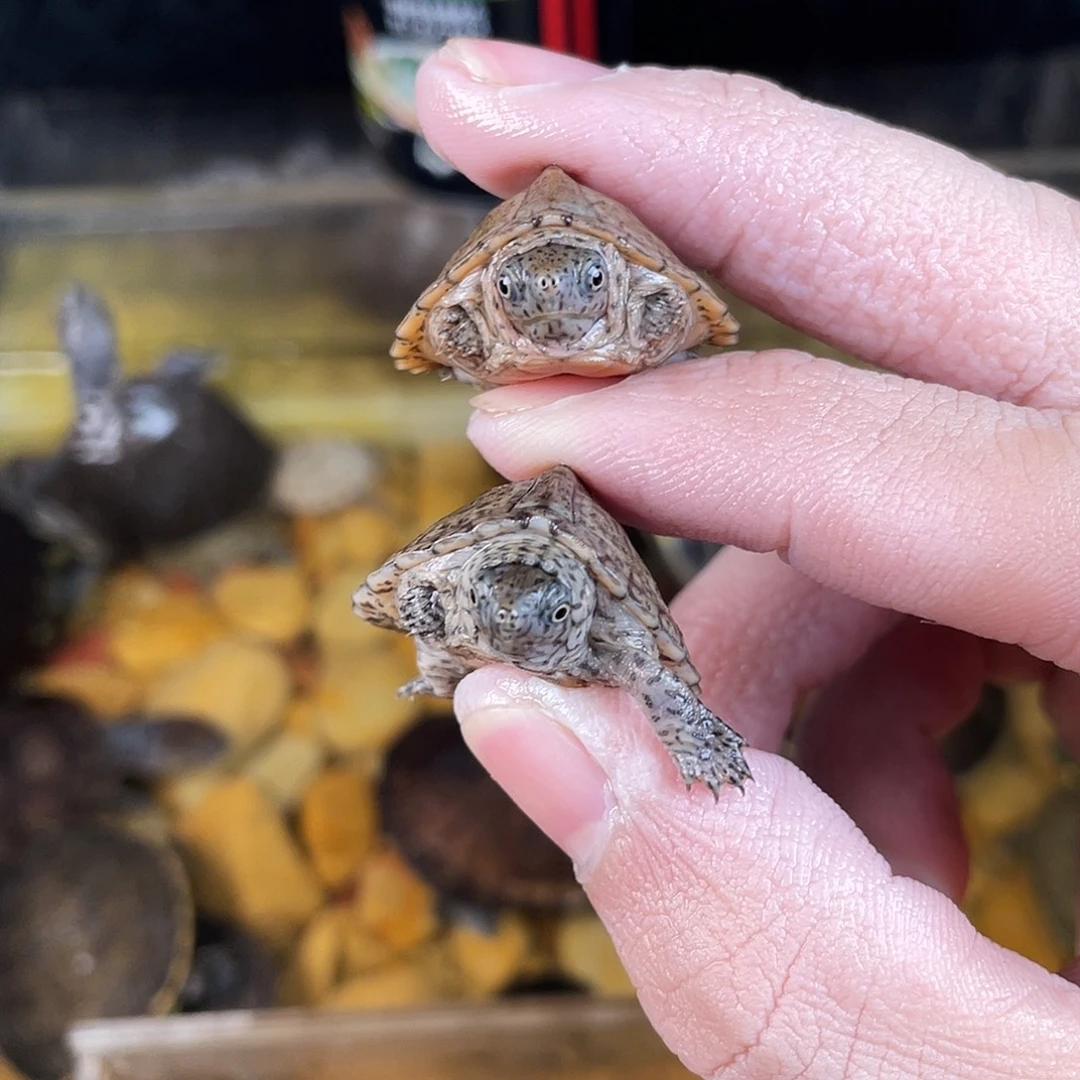 8***拉绿毛龟母点点滴滴点点滴滴