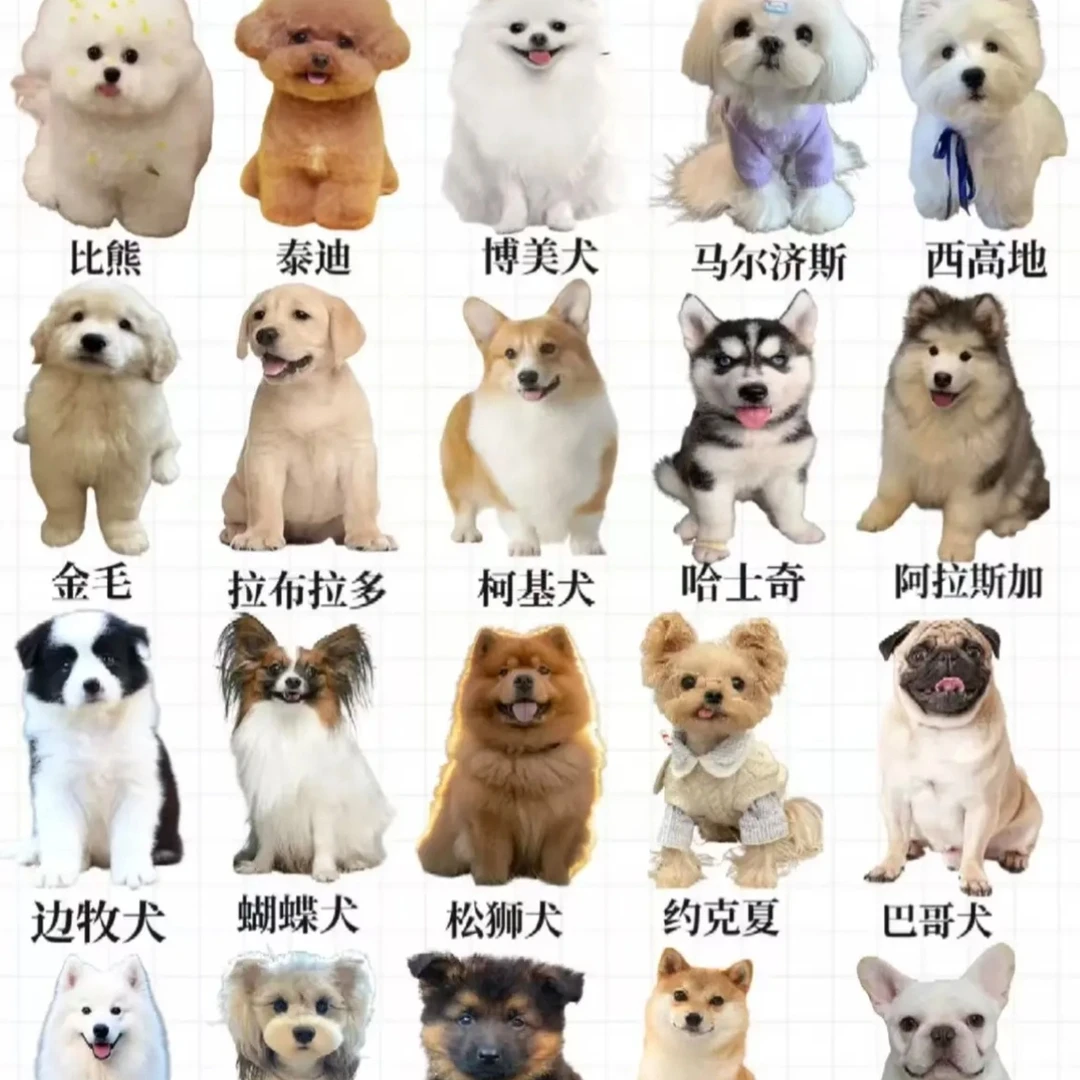 （萌宠三只猫） 活体狗狗链接  一物一拍