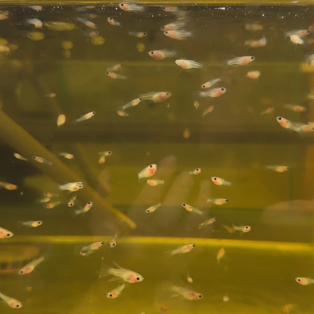 孔雀鱼福利粉猫玻璃C苗10条随机