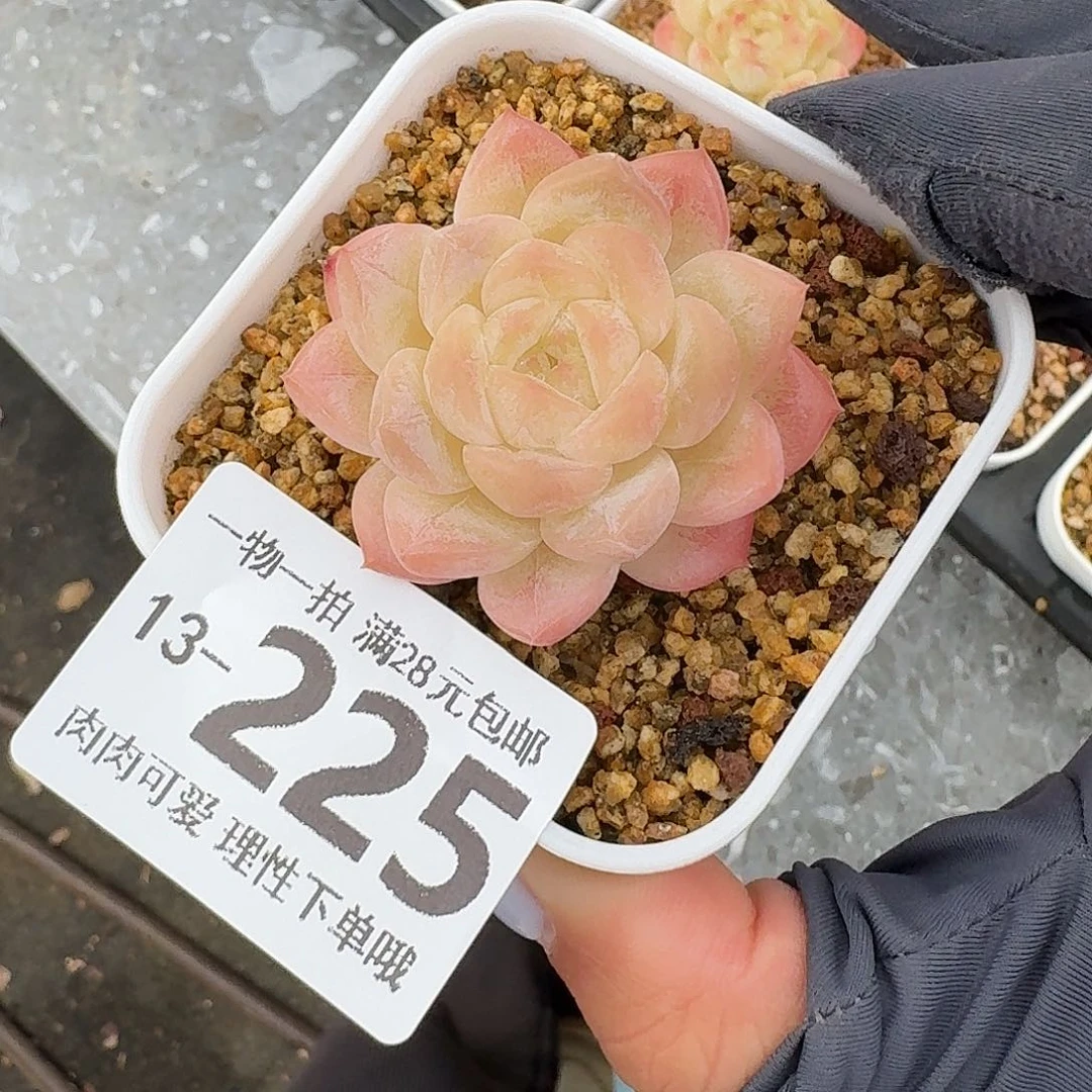 美梦无盆无发货无