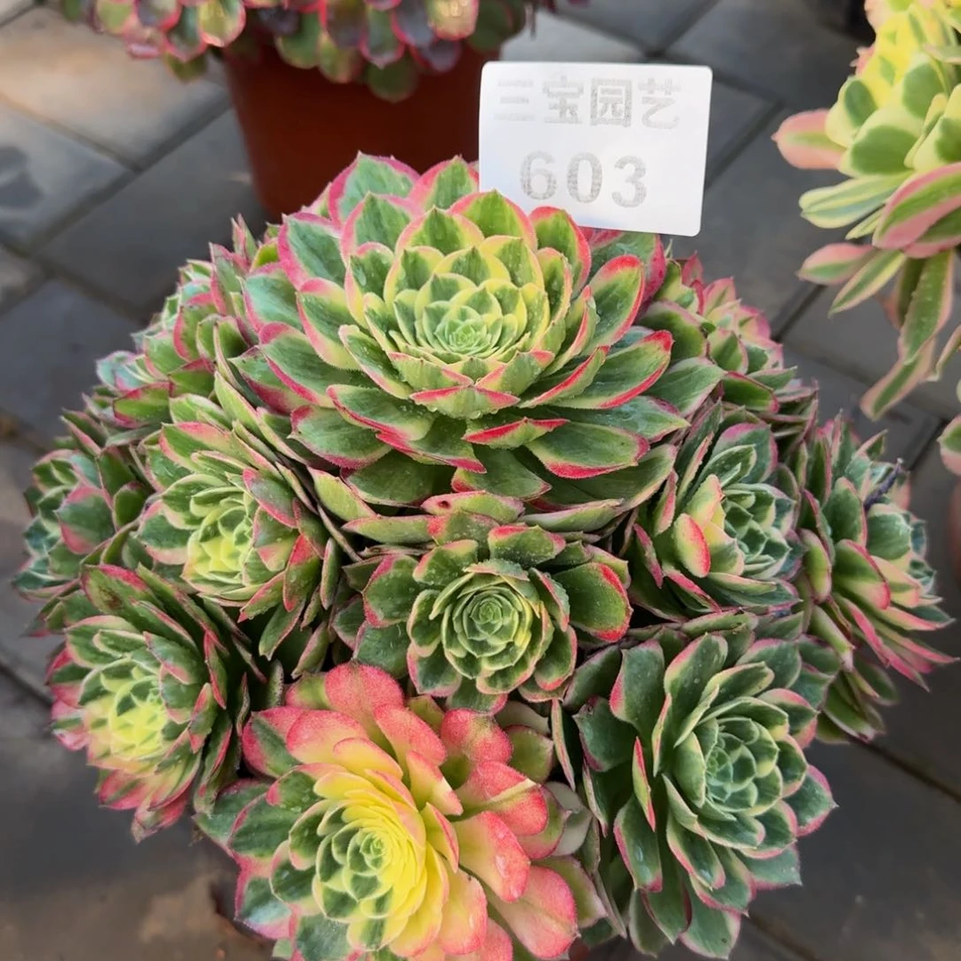 多肉植物603海王