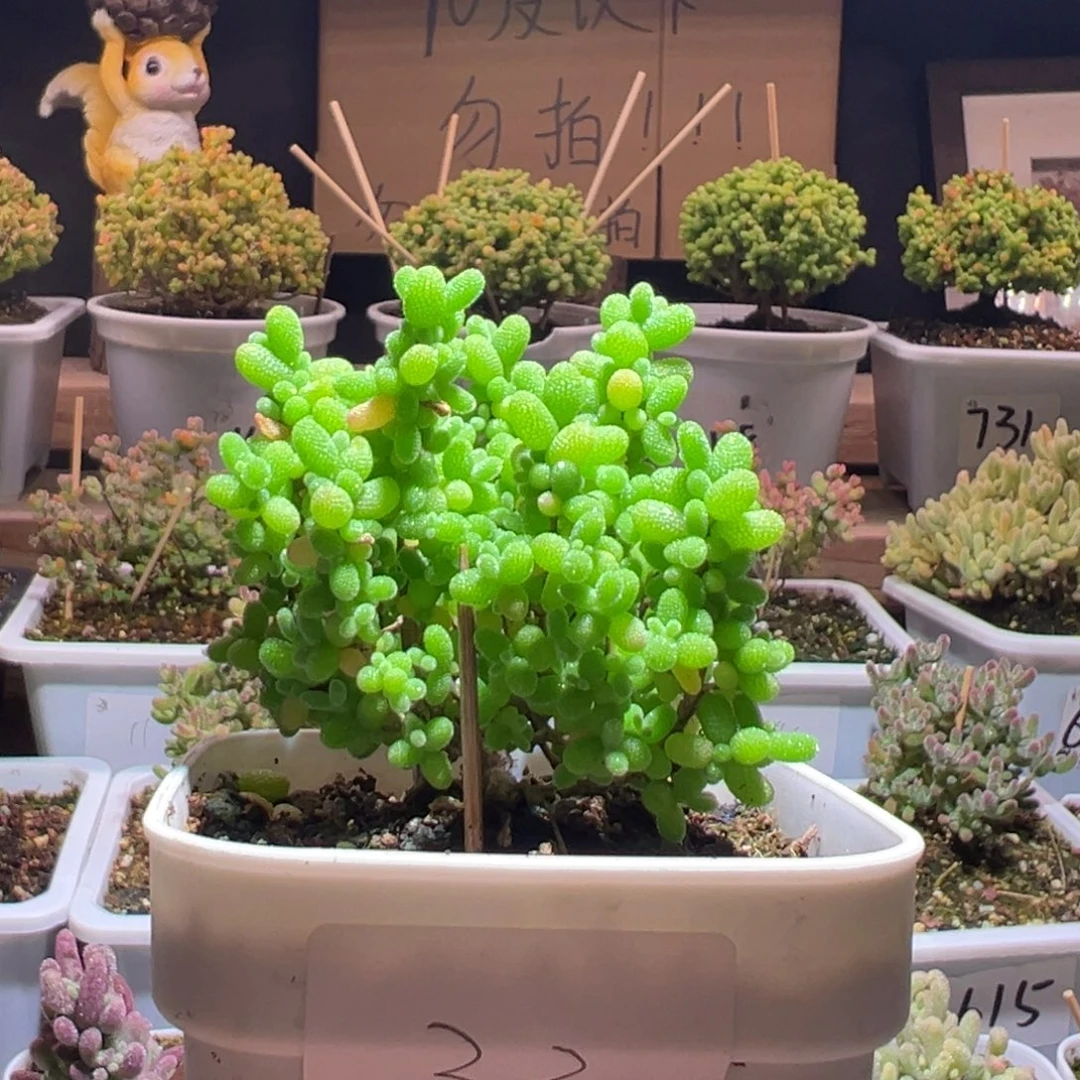 春***漫33金桔一物一拍包开箱