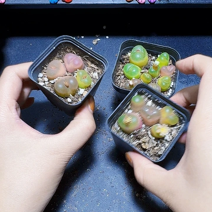 一盆毛汉妮带盆一盆福利