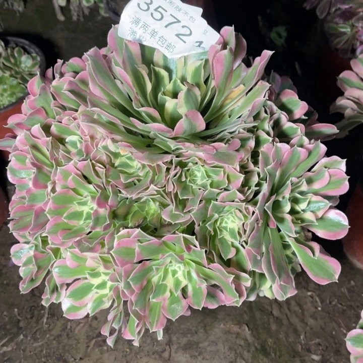 3572白凤的人多肉的
