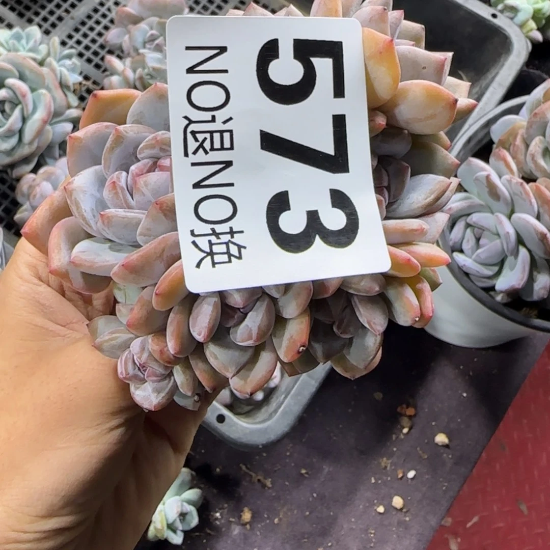 不***喻星影小脸石榴籽8头一物一拍573