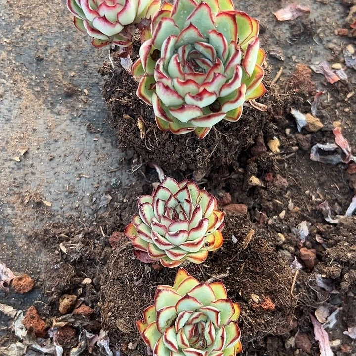 无花朵肉酱玫瑰两盆。