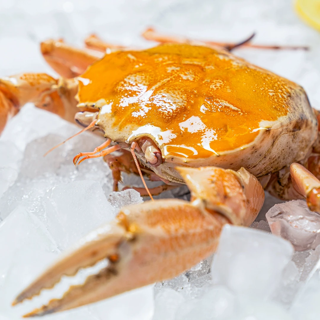 冰鲜雪蟹  江浙沪皖压冰发货【保鲜不保活】其余省份液氮锁鲜