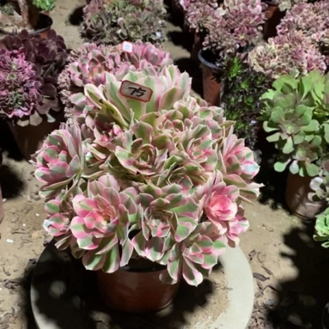 粉女巫捧花一物一拍