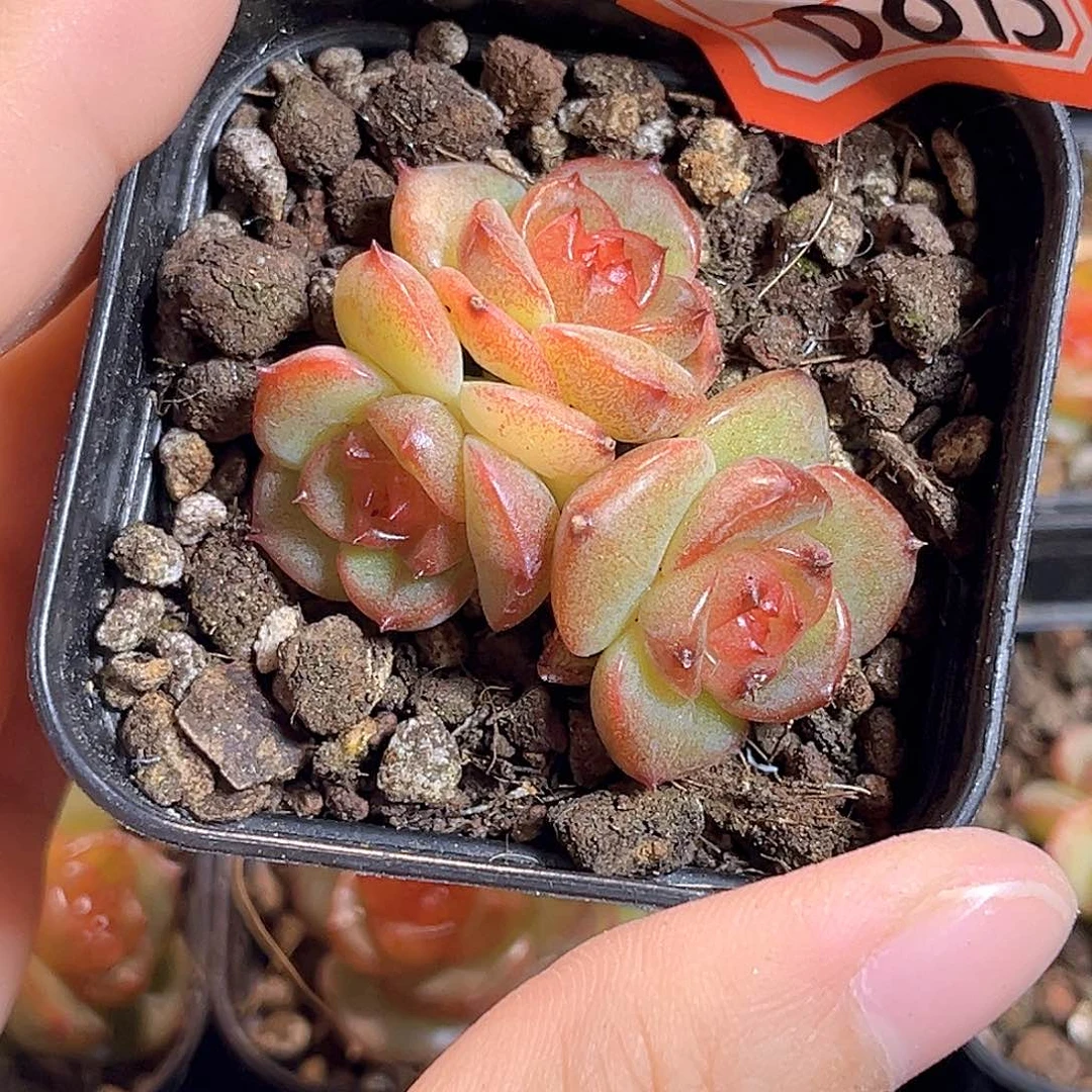 D873 一物一拍 香梨木 不包整