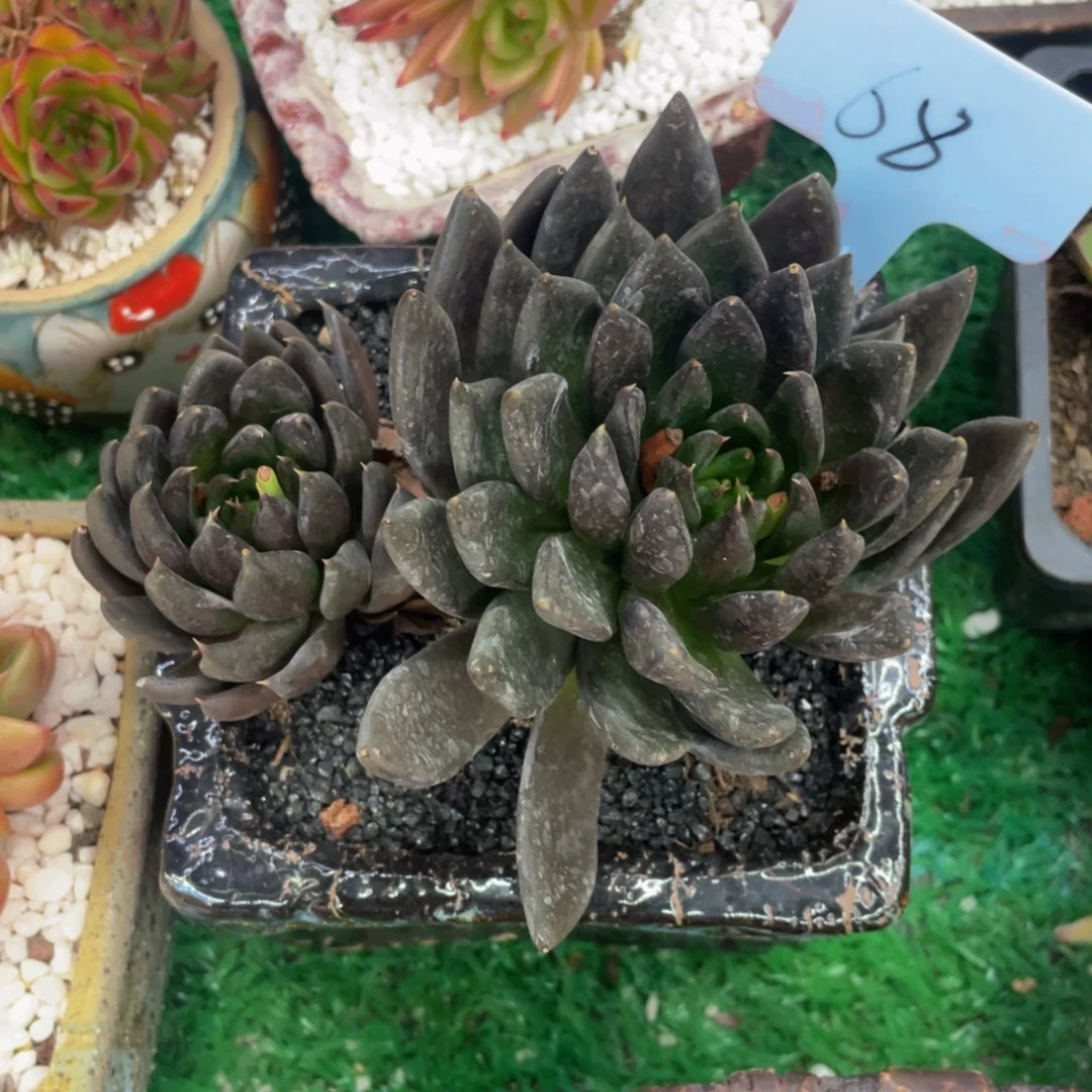黑骑士多肉植物盆栽多肉
