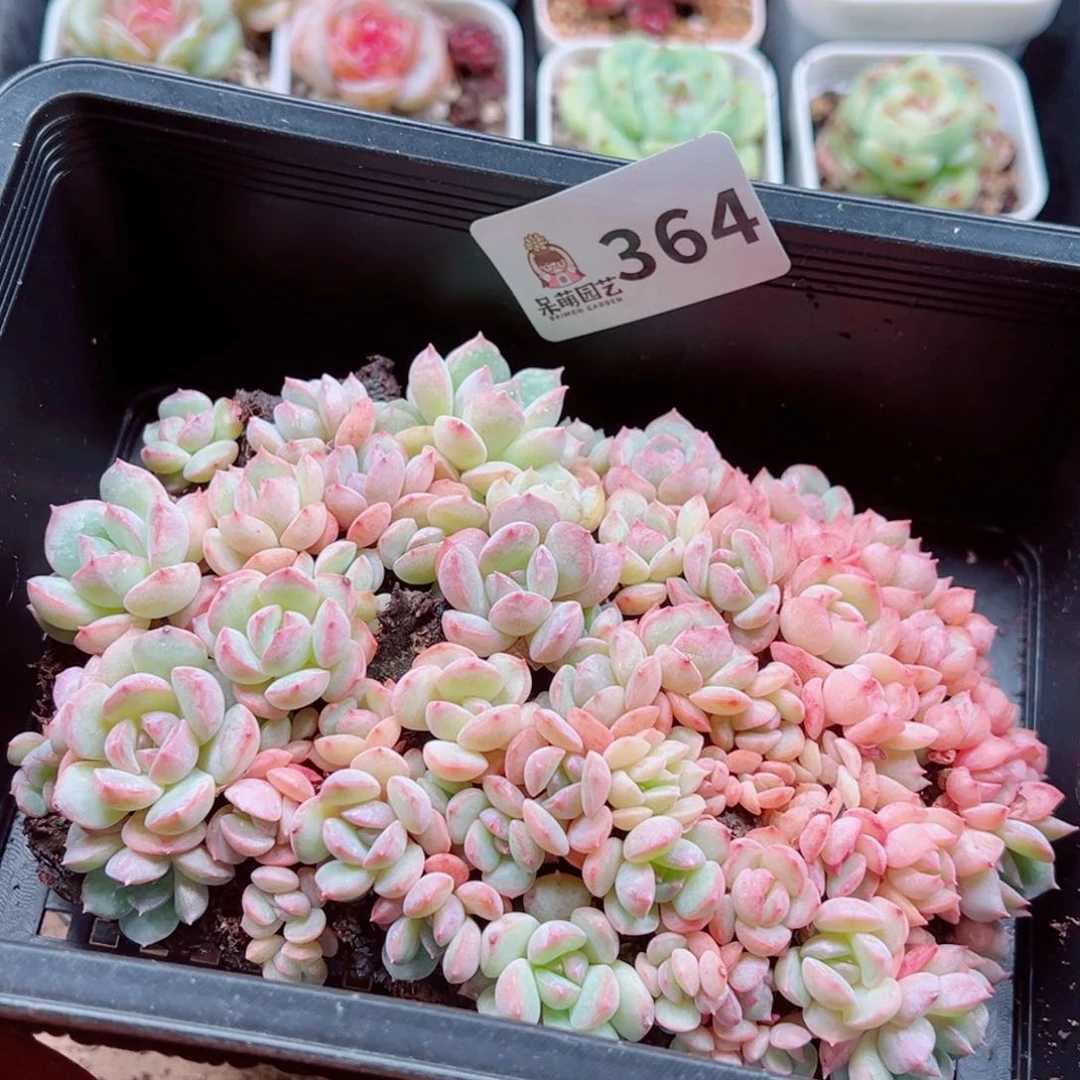 当前无花朵，栽培后可花朵