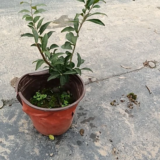 无花朵金弹子盆景园长