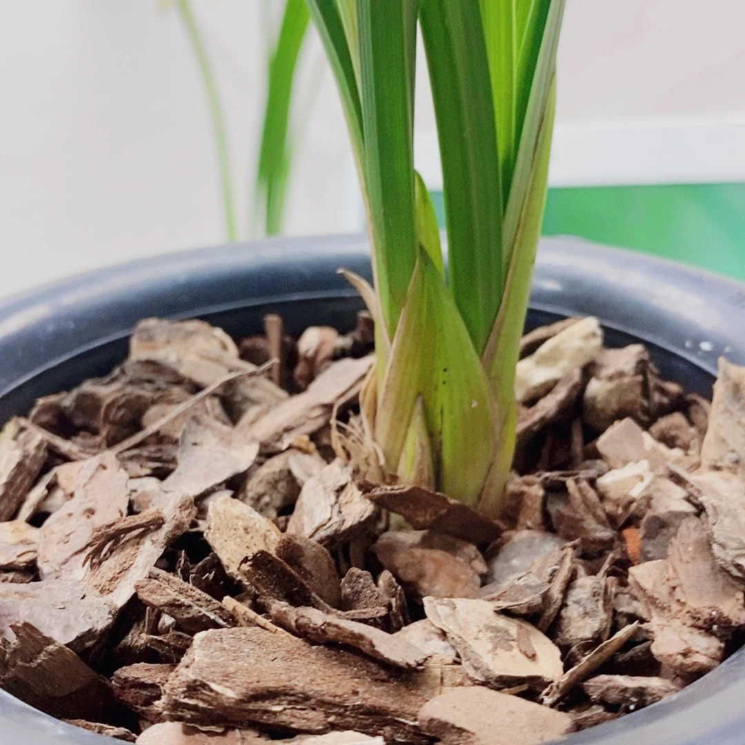 用***9当前无花栽培后可以开花