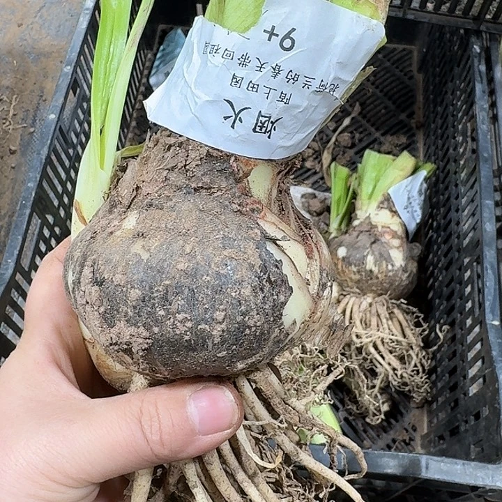 朱顶红烟火9厘米开花球