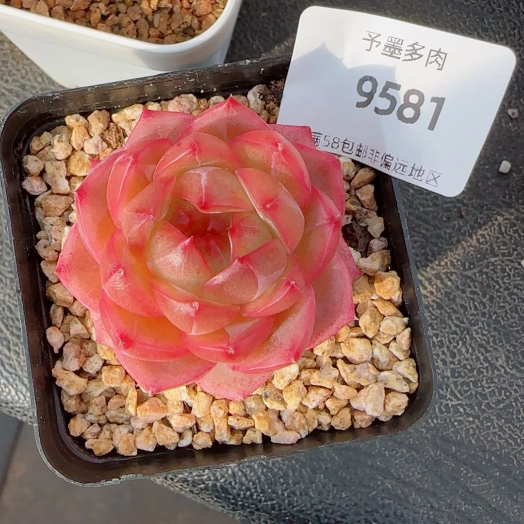 孤品珍妮，9581多肉植物