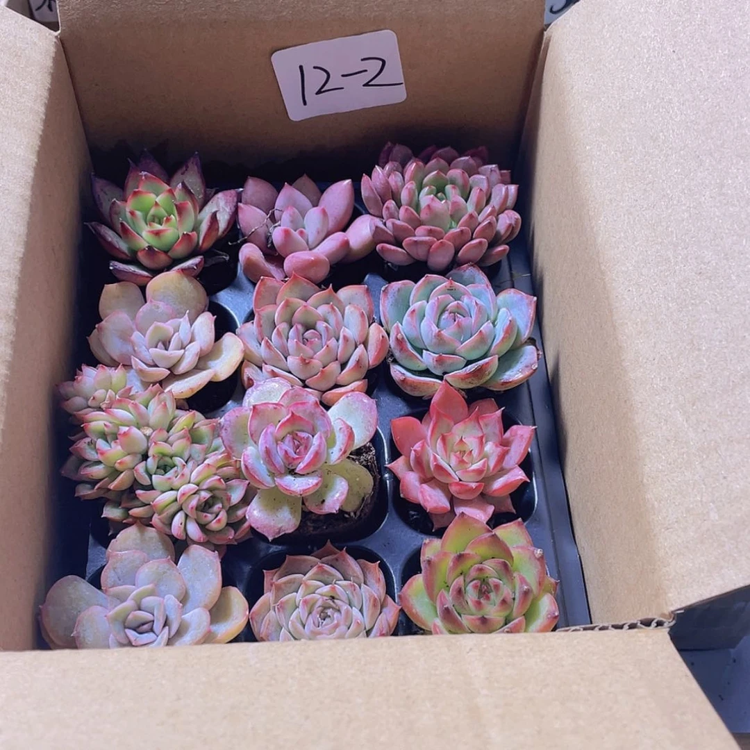 【闪购商品】12颗-2