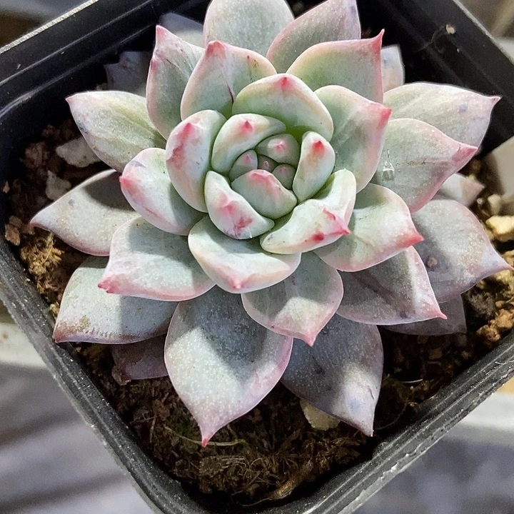 多肉植物粉蓝鸟石化1025
