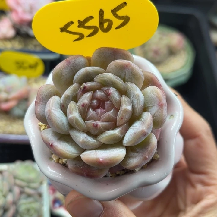 白色恋人单头6565