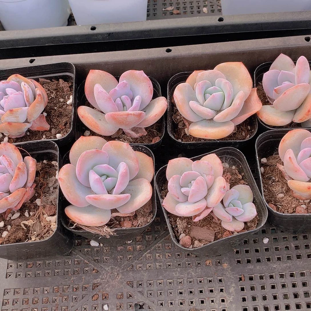 两颗韩奶茶2356778899