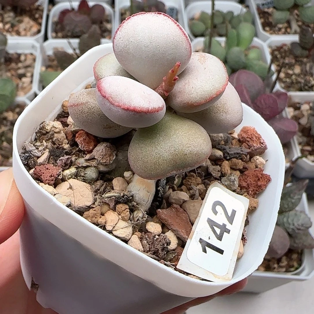 白肌红蛋多肉水泡142