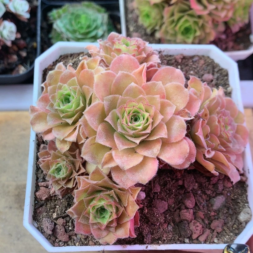 【闪购商品】彩*孤品221