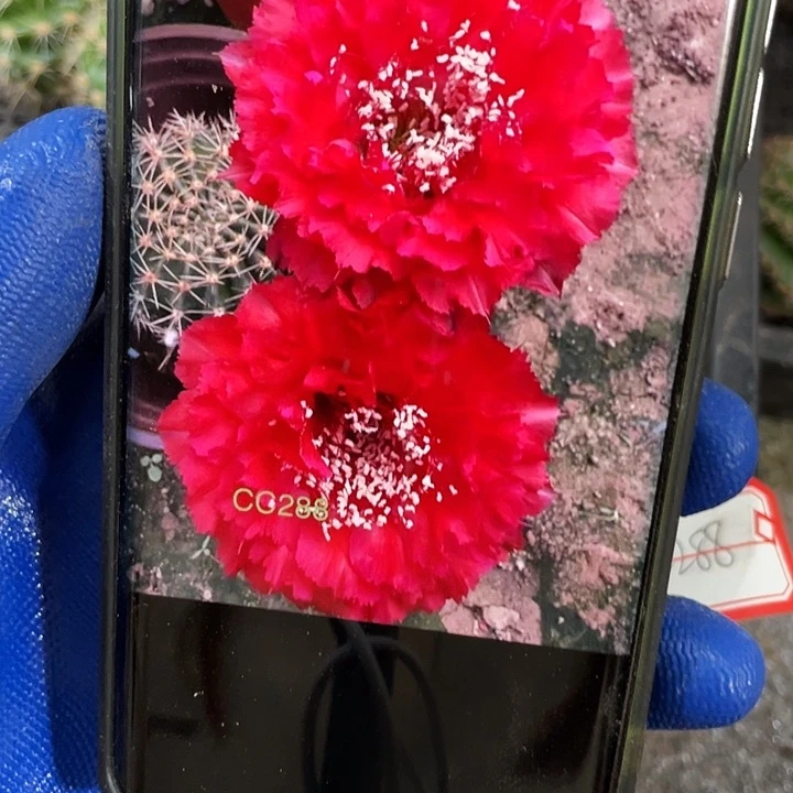 cc288侧芽歪4-5公分满18包邮