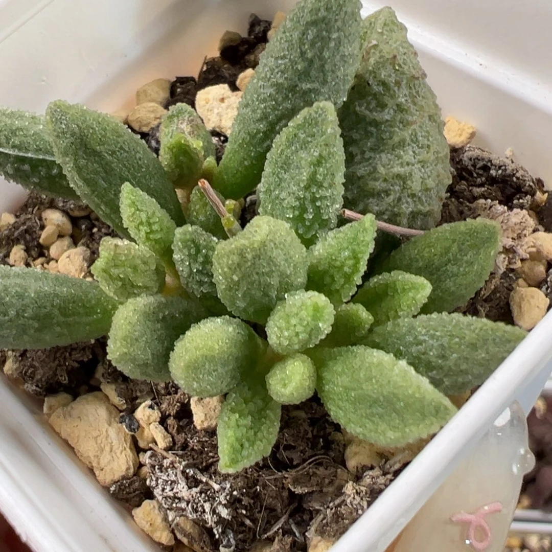 实生新品大苗多肉植物水泡多肉植物