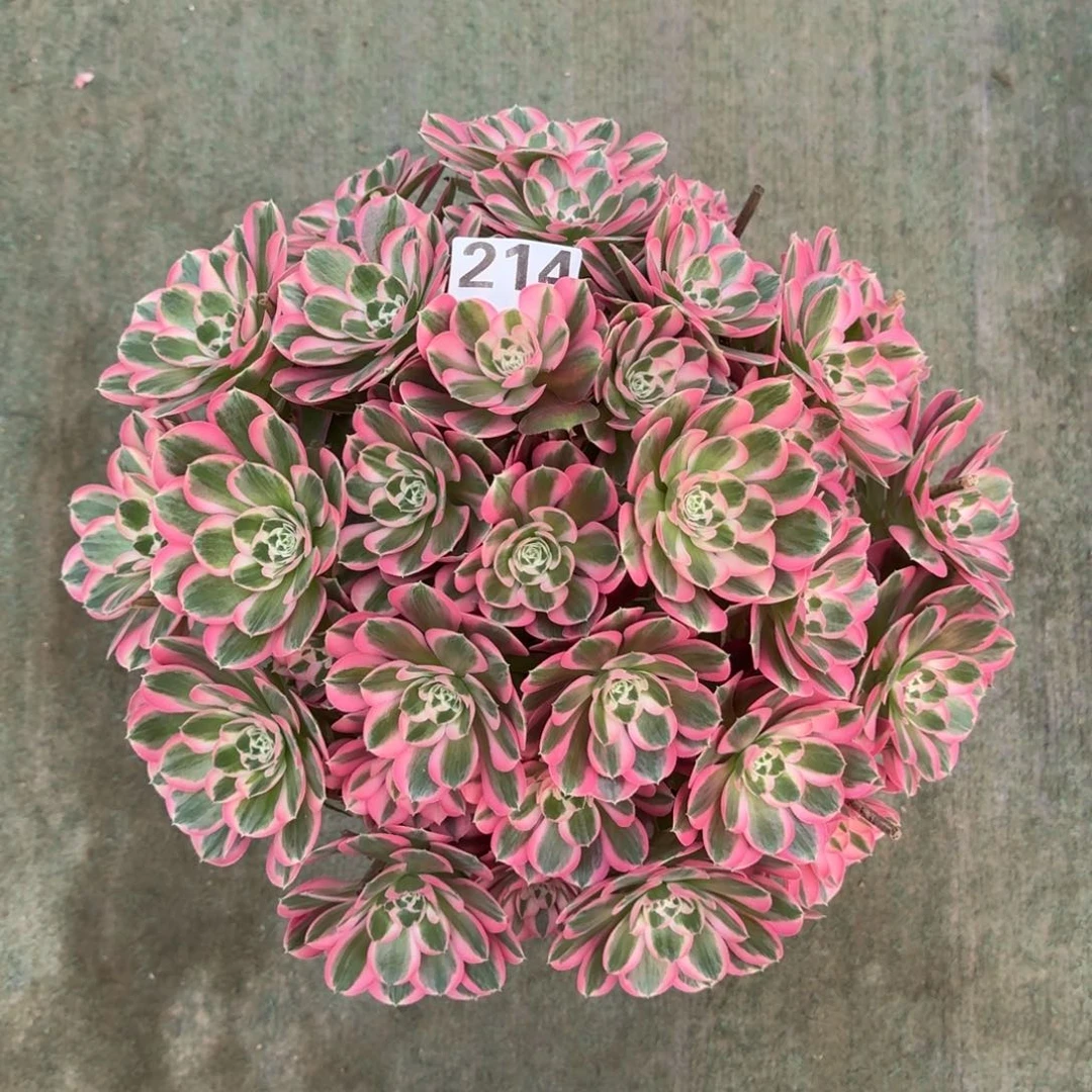 ?**戒214！布加迪法师多肉植物